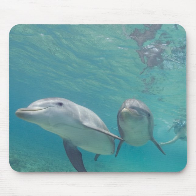 Bottlenose Dolphins Tursiops truncatus Mouse Mat (Front)