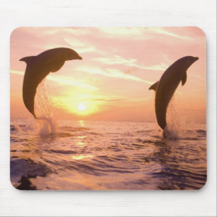 Bottlenose Dolphins Tursiops truncatus Mouse Mat