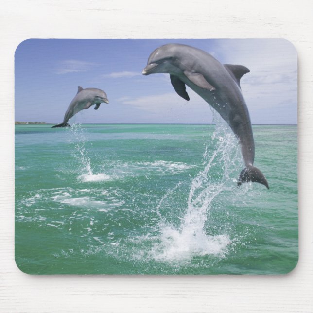 Bottlenose Dolphins Tursiops truncatus Mouse Mat (Front)