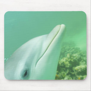 Bottlenose Dolphins Tursiops truncatus Mouse Mat