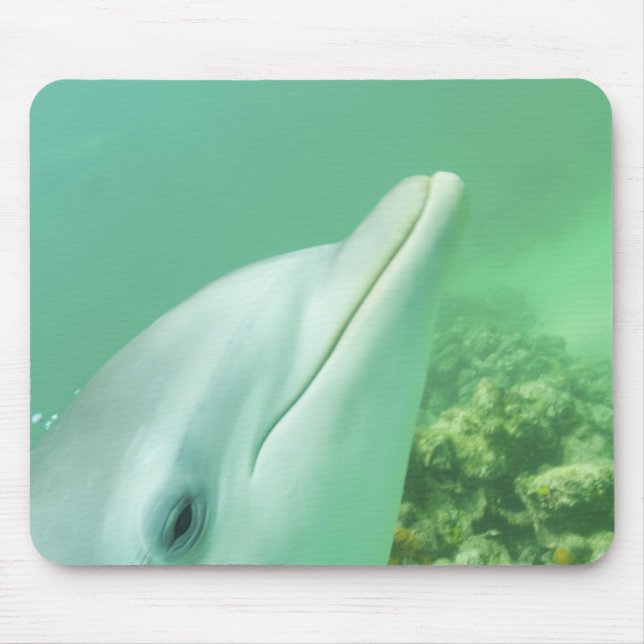 Bottlenose Dolphins Tursiops truncatus Mouse Mat (Front)