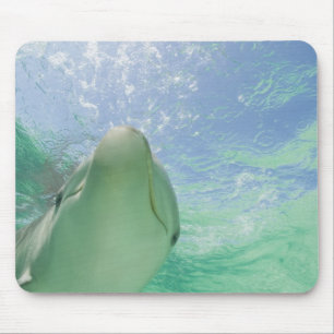 Bottlenose Dolphins Tursiops truncatus) Mouse Mat