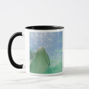 Bottlenose Dolphins Tursiops truncatus) Mug