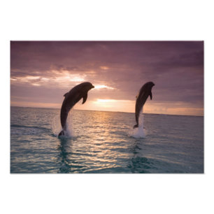 Bottlenose Dolphins Tursiops truncatus Photo Print