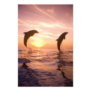 Bottlenose Dolphins Tursiops truncatus Photo Print