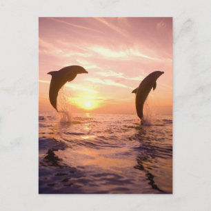 Bottlenose Dolphins Tursiops truncatus Postcard