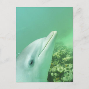 Bottlenose Dolphins Tursiops truncatus Postcard