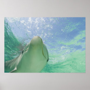 Bottlenose Dolphins Tursiops truncatus) Poster