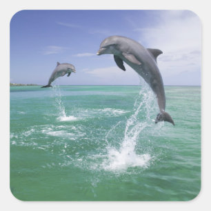 Bottlenose Dolphins Tursiops truncatus Square Sticker