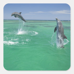 Bottlenose Dolphins Tursiops truncatus Square Sticker