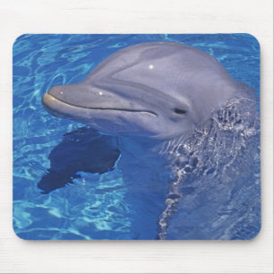 Bottlenosed Dolphin, Tursiops Truncatus Mouse Mat