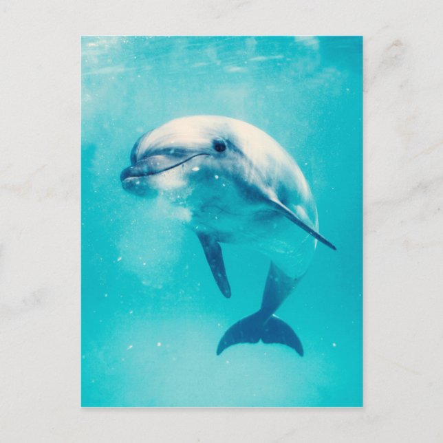 Bottlenosed Dolphin Underwater Postcard (Front)