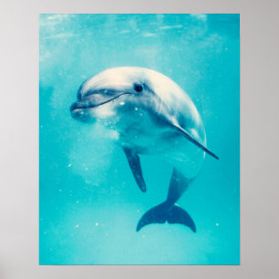Bottlenosed Dolphin Underwater Poster