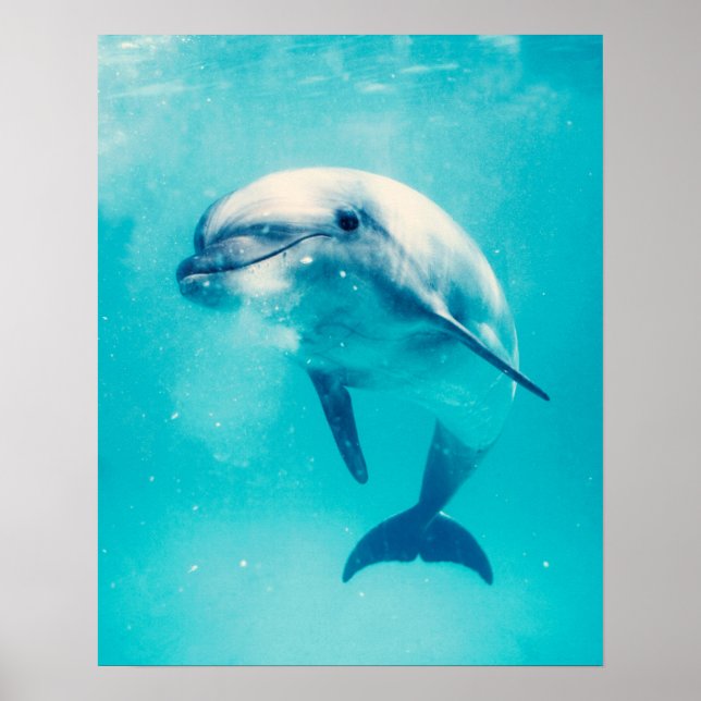 Bottlenosed Dolphin Underwater Poster (Front)