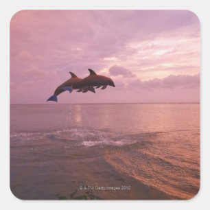 Bottlenosed Dolphins Jumping at Sunset Square Sticker