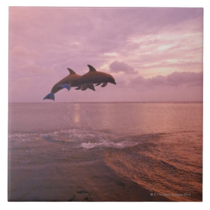 Bottlenosed Dolphins Jumping at Sunset Tile