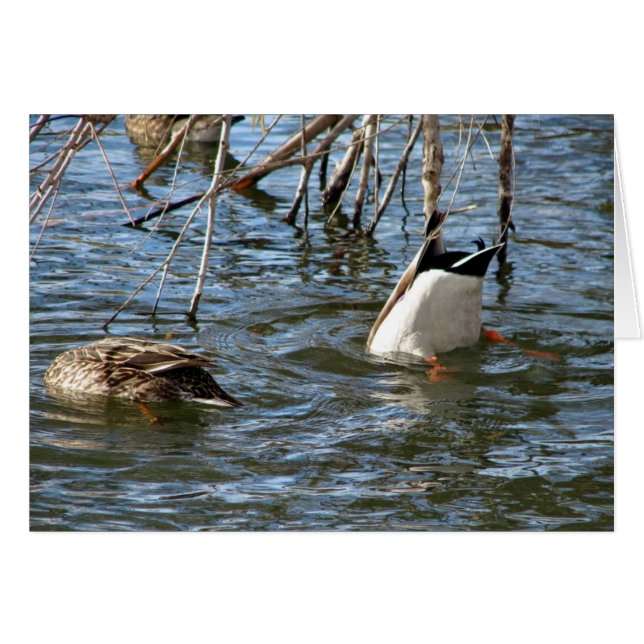 Bottoms Up (Front Horizontal)