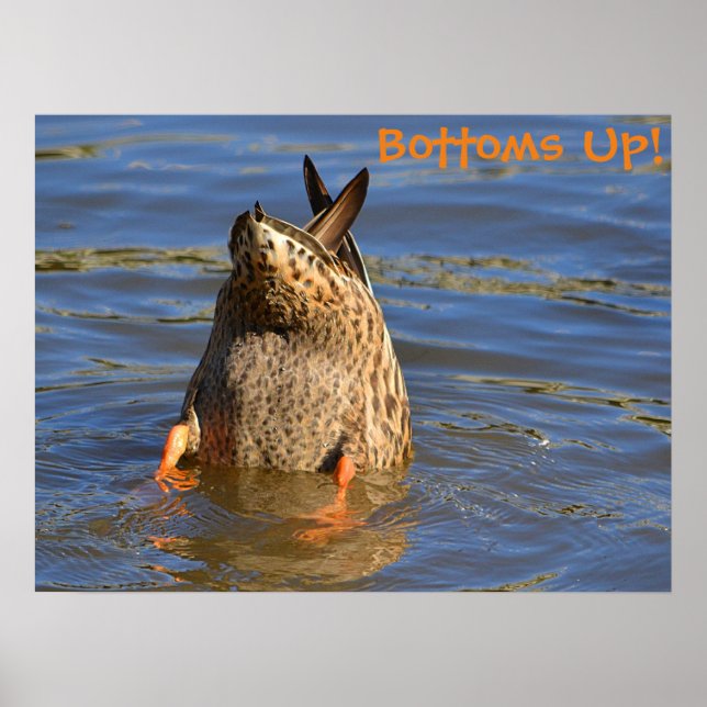 Bottoms Up Diving Duck Poster (Front)