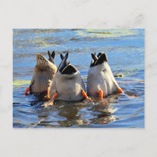 Bottoms Up! Postcard