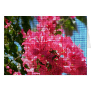 Bougainies Abounding