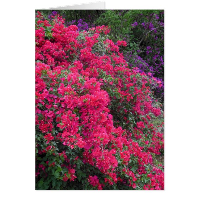 Bougainvillea (Front)