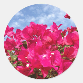 Bougainvillea and Beautiful Blue Sky Classic Round Sticker