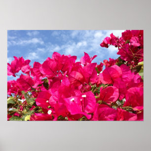 Bougainvillea and Beautiful Blue Sky Poster