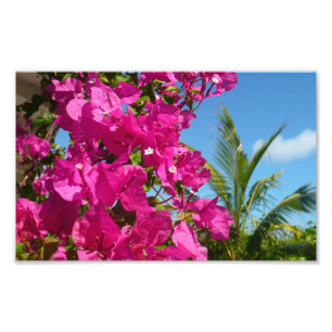 Bougainvillea and Palm Tree Tropical Nature Scene Photo Print