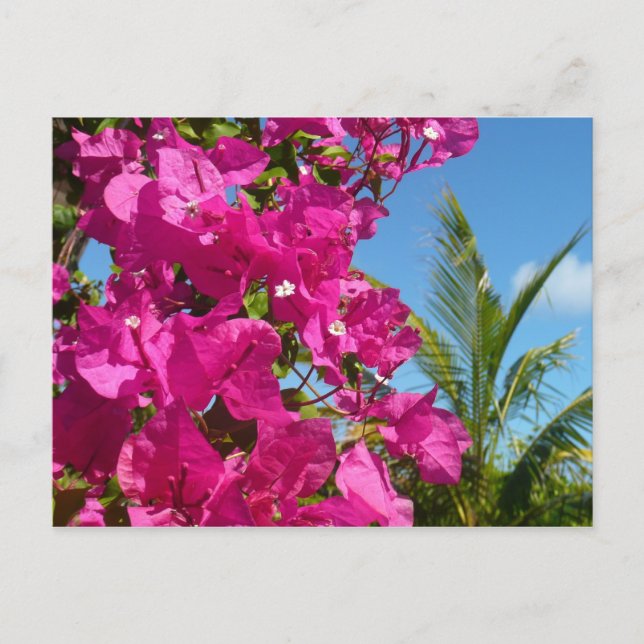 Bougainvillea and Palm Tree Tropical Nature Scene Postcard (Front)