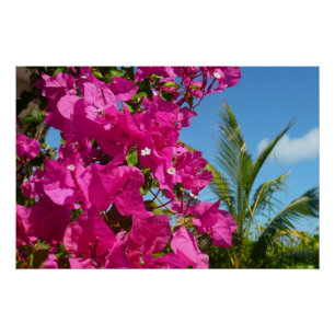 Bougainvillea and Palm Tree Tropical Nature Scene Poster