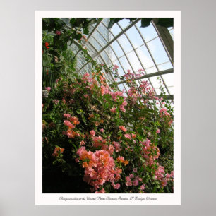 Bougainvillea at the United States Botanic Garden Poster