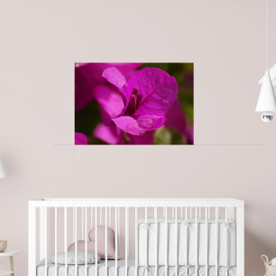 Bougainvillea Beauty Poster