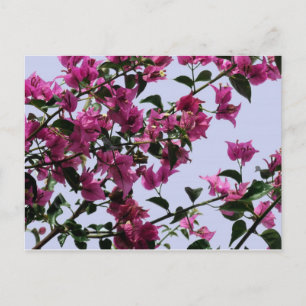 Bougainvillea Branches Postcard