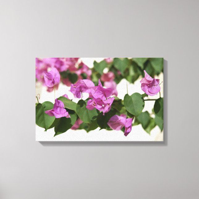 Bougainvillea Canvas Print (Front)