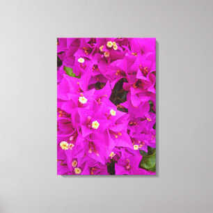 Bougainvillea Canvas Print