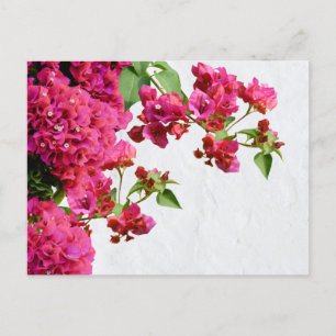 Bougainvillea Floral Mediterranean Greek Island  Holiday Postcard