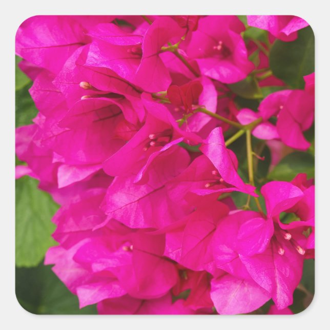 Bougainvillea Floral Stickers (Front)