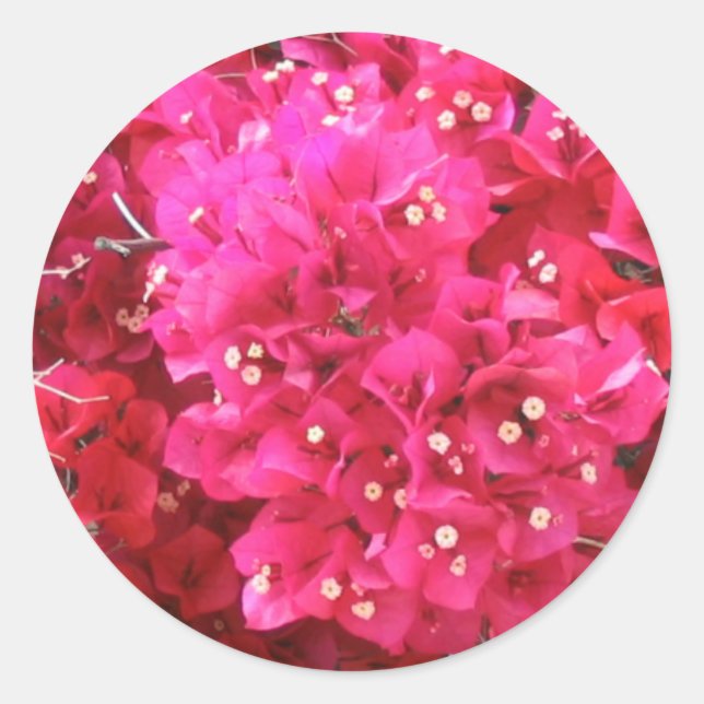 Bougainvillea Flower Sticker (Front)