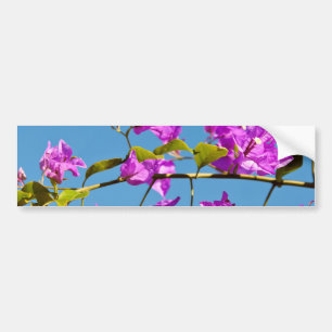 Bougainvillea Flowers Bumper Sticker
