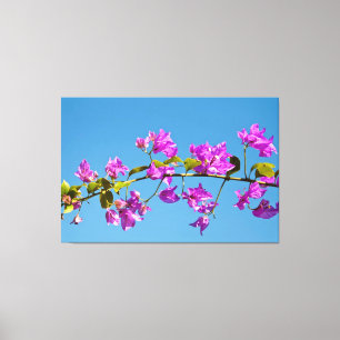 Bougainvillea Flowers Canvas Print
