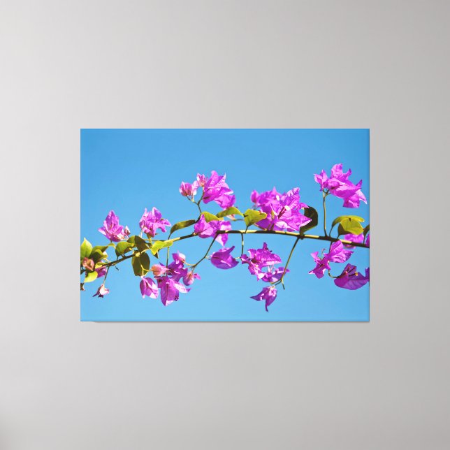 Bougainvillea Flowers Canvas Print (Front)