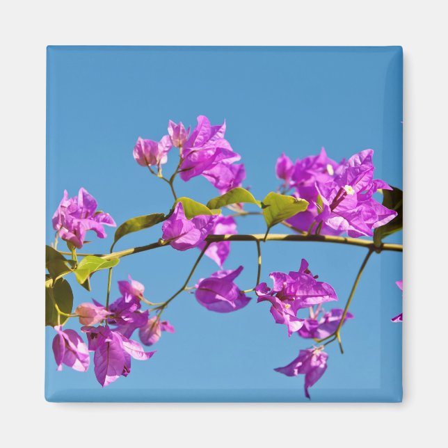 Bougainvillea Flowers Magnet (Front)
