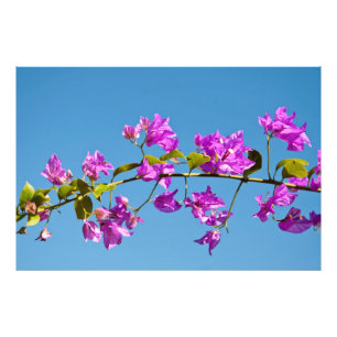 Bougainvillea Flowers Photo Print