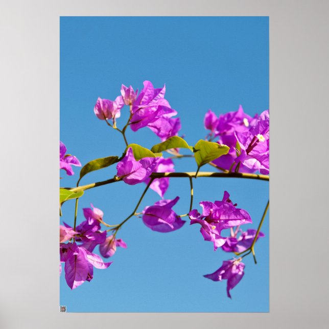 Bougainvillea Flowers Poster (Front)