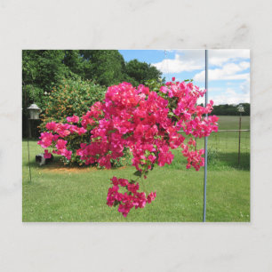 Bougainvillea in a Basket Postcard