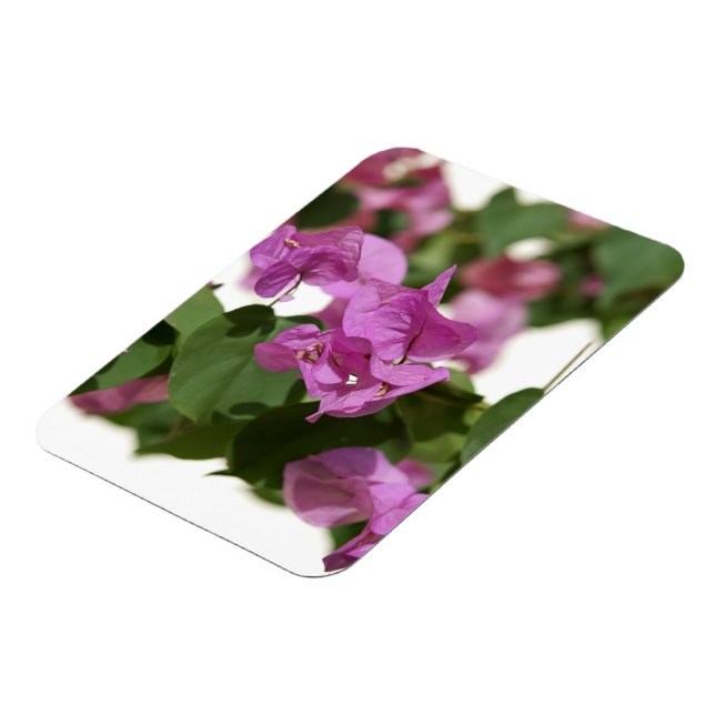 Bougainvillea Magnet (Left Side)