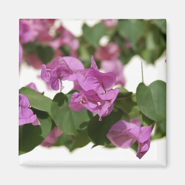 Bougainvillea Magnet (Front)