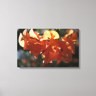 Bougainvillea (Peach Closeup) Canvas Print