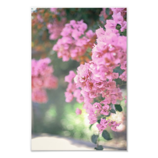 Bougainvillea Photo Print (Front)