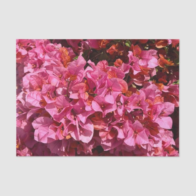 Bougainvillea Pink Tropical Vining Shrub Photo Tissue Paper (Front)